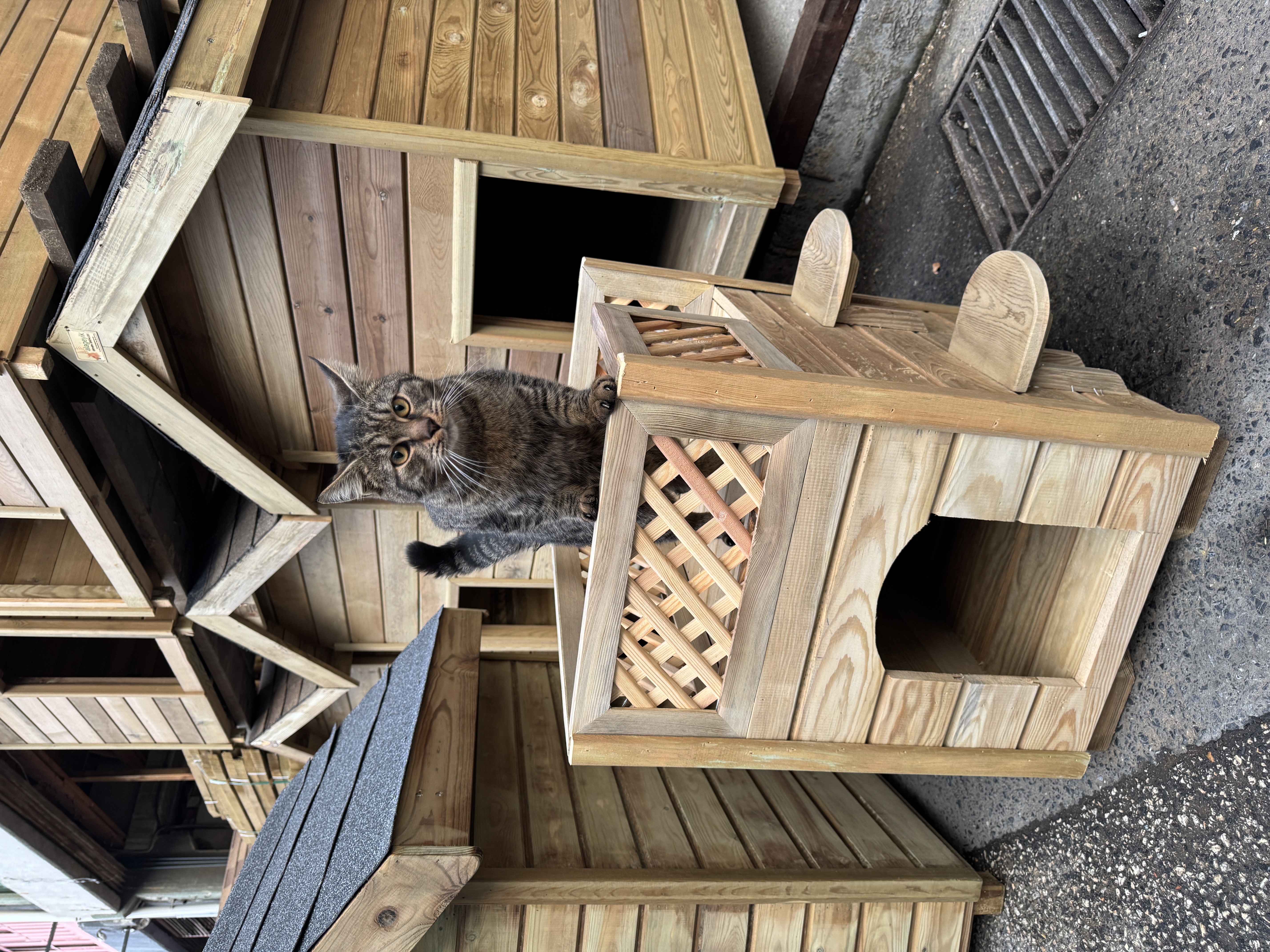 Kedi Kulübesi