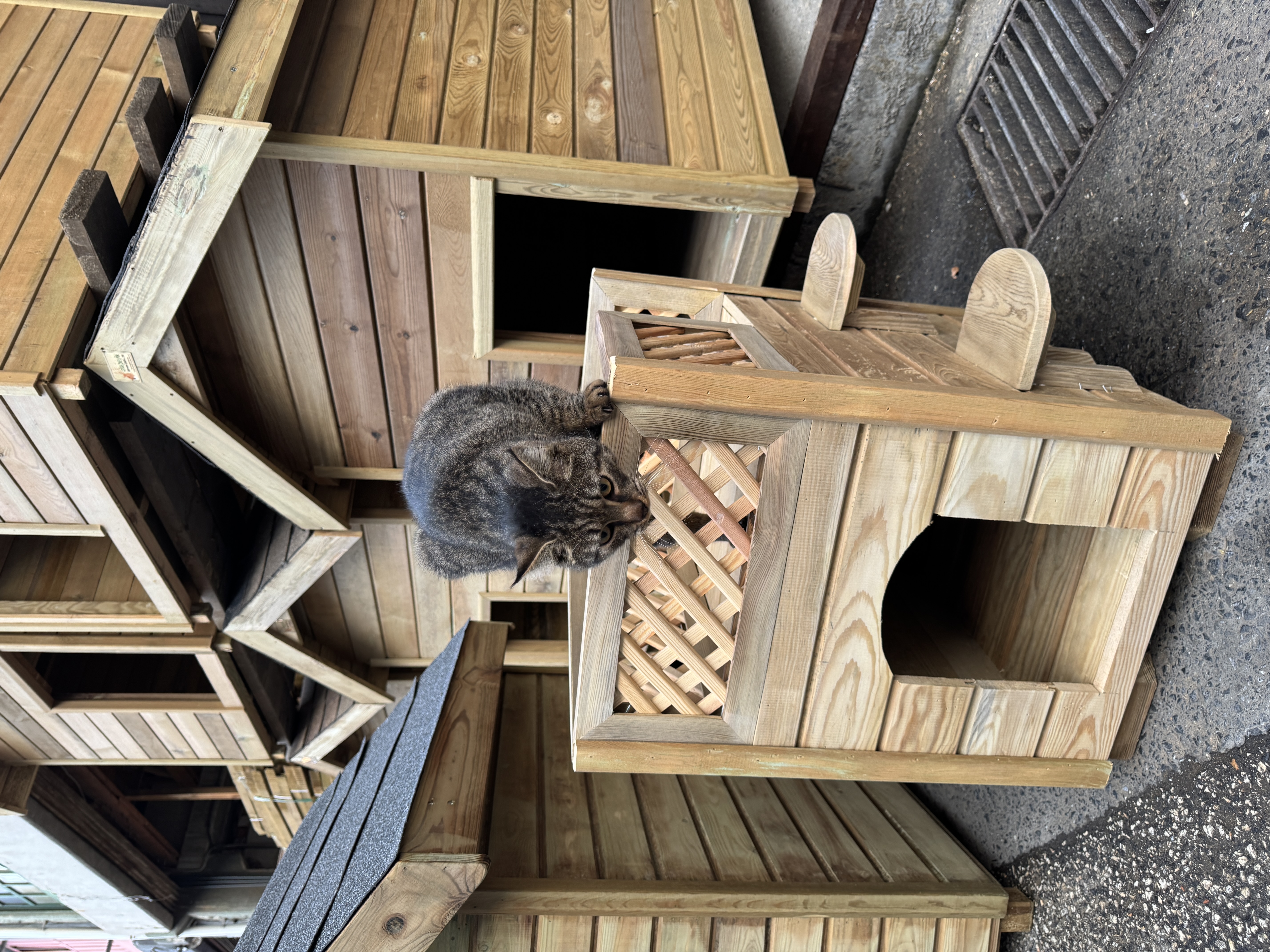 Kedi Kulübesi